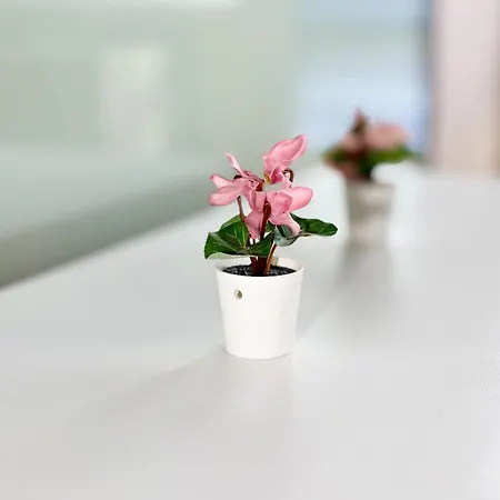 Chayka Chic * Варна