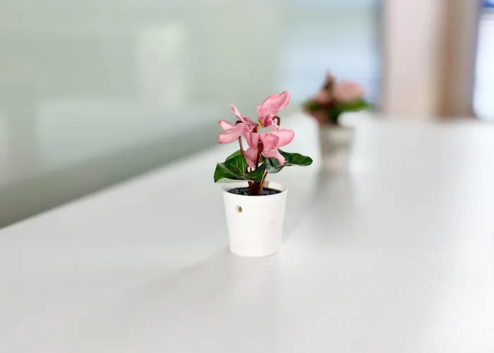 Chayka Chic * Варна